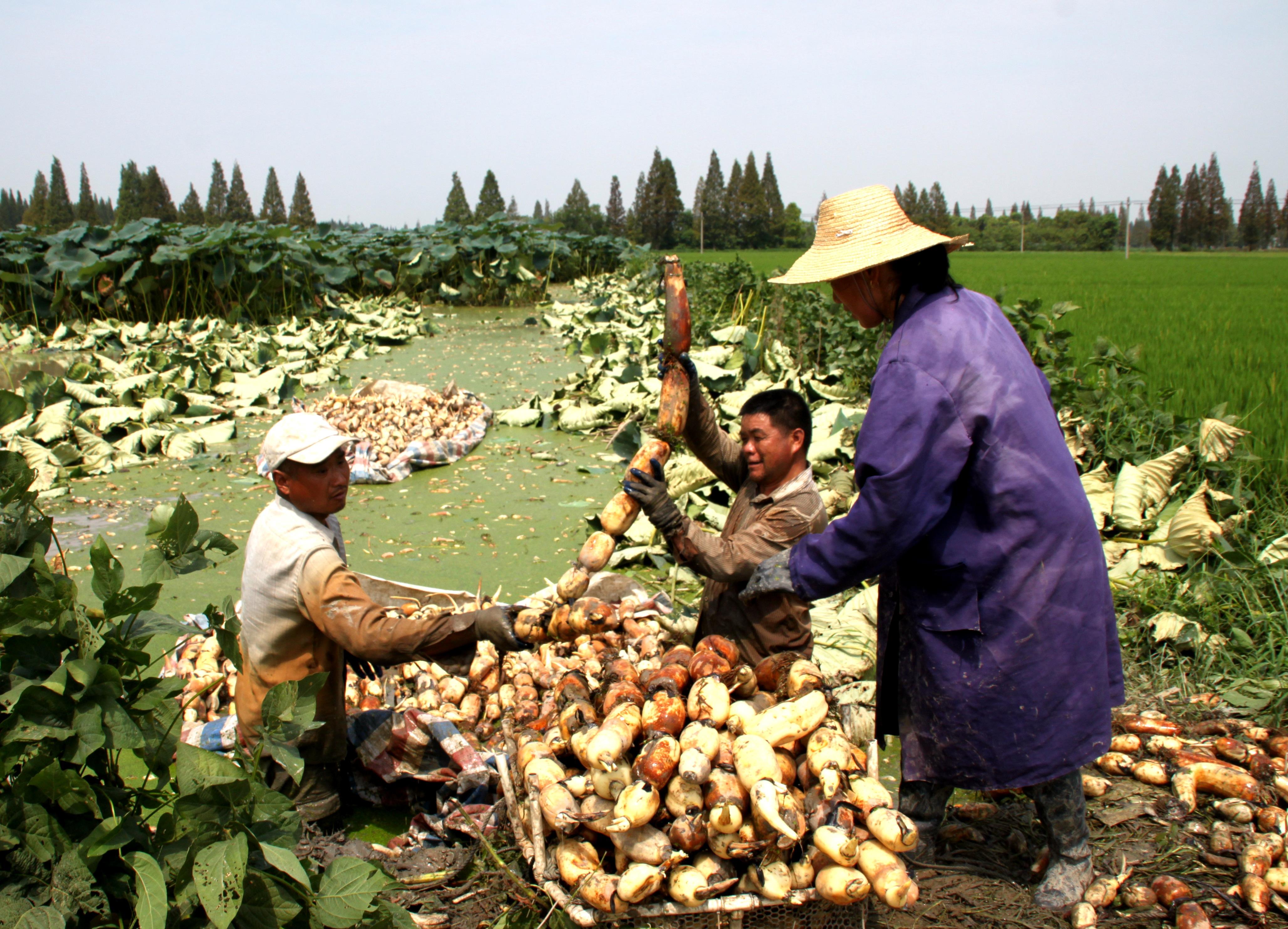安徽省庐江县同大镇南圩村种植莲藕