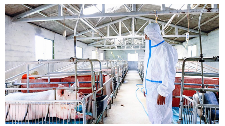 云南永德：探索生猪智慧养殖新路径